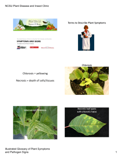 Chlorosis = yellowing Necrosis = death of cells/tissues