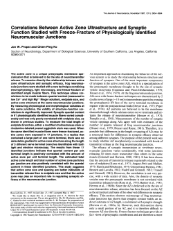 Correlations Between Active Zone Ultrastructure and Synaptic