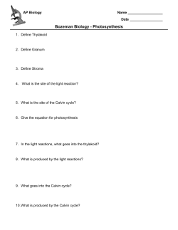 Bozeman Biology - Photosynthesis