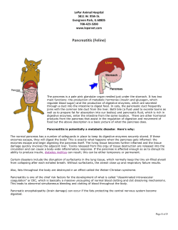 Pancreatitis (Feline) - LePar Animal Hospital