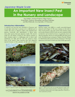 Japanese Maple Scale: An Important New Insect Pest in the Nursery