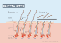 How wool grows - Learn about Wool