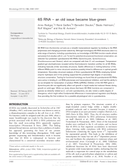 6S RNA – an old issue became blue-green