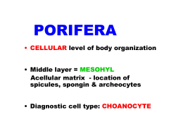 PORIFERA