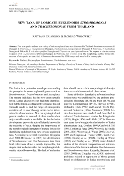 New taxa of loricate eugleNoids StrombomonaS aNd