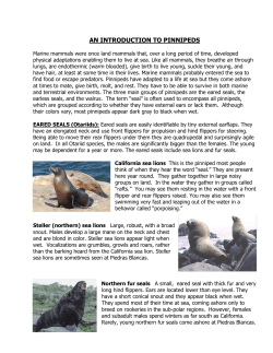 AN INTRODUCTION TO PINNIPEDS