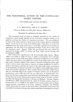 the peripheral action of the australian snake venoms