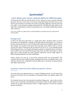 SynchroGait - American Morgan Horse Association