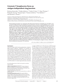 Cytotoxic T lymphocytes form an antigen-independent ring