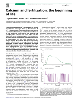 Calcium and fertilization: the beginning of life