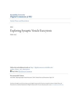 Exploring Synaptic Vesicle Exocytosis
