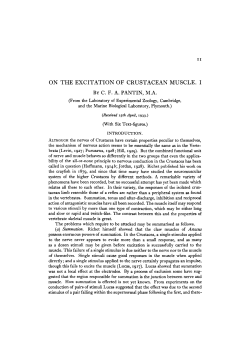on the excitation of crustacean muscle. i
