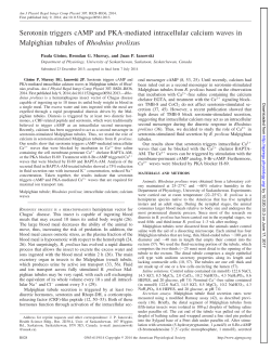 Serotonin triggers cAMP and PKA-mediated intracellular calcium