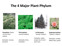 Phylum Specifics: PLANTS