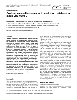 Root cap removal increases root penetration
