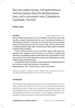 Biharotrechus - Naturhistorisches Museum Bern