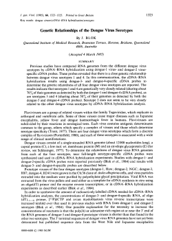 Genetic Relationships of the Dengue Virus Serotypes