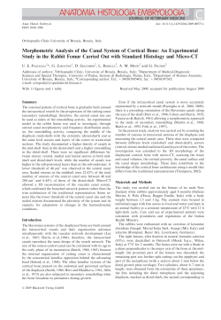 Morphometric Analysis of the Canal System of Cortical Bone: An