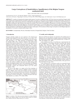 Large Centrophorus (Chondrichthyes, Squaliformes) of the Belgian