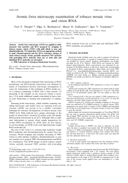Atomic force microscopy examination of tobacco mosaic virus and