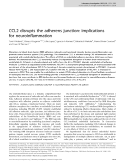 CCL2 disrupts the adherens junction: implications for