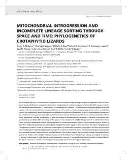 mitochondrial introgression and incomplete lineage sorting through