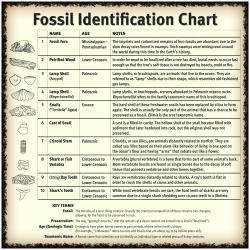 Fossil Identification Chart - Sterling Hill Mining Museum