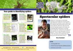 Spectacular spiders