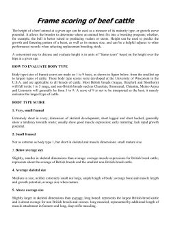 Frame scoring of beef cattle