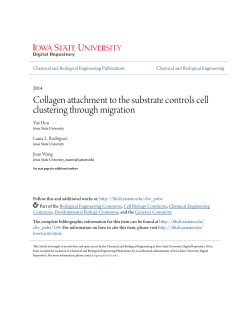 Collagen attachment to the substrate controls cell clustering through