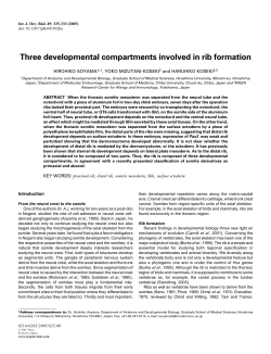Three developmental compartments involved in rib formation
