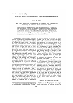 Activity of Hydra Cells in vitro and in Regenerating Cell Reaggregates
