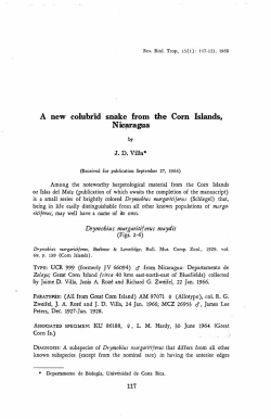 Drymobius mar garitiferus maydis