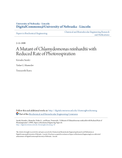 A Mutant of Chlamydomonas reinhardtii with Reduced Rate of