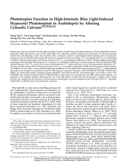 Phototropins Function in High-Intensity Blue Light