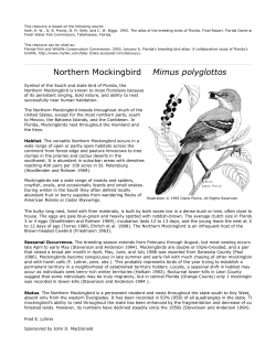 Northern Mockingbird - Florida Fish and Wildlife Conservation