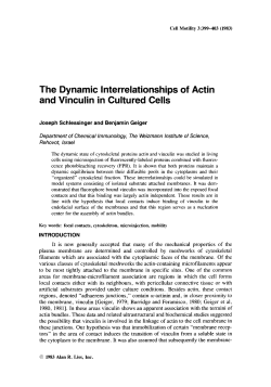 The dynamic interrelationships of actin and vinculin in cultured cells