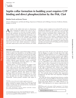 Septin collar formation in budding yeast requires GTP binding and