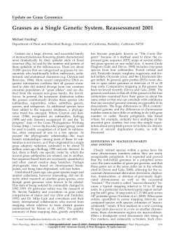 Grasses as a Single Genetic System