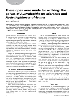These apes were made for walking: the pelves of Australopithecus