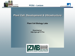 Heterokontophyta - Botanik in Bonn