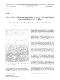 Shorebird predation may explain the origin of Holocene beds of
