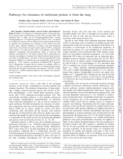 Pathways for clearance of surfactant protein A from the - AJP-Lung