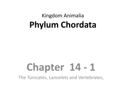 The Tunicates, Lancelets and Vertebrates