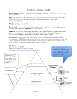 Energy Pyramid Info R O L E Energy Pyramid Info_ROLE