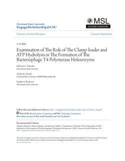 Examination of The Role of The Clamp