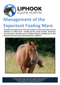Management of the Expectant Foaling Mare