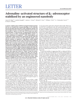 Adrenaline-activated structure of &beta;2