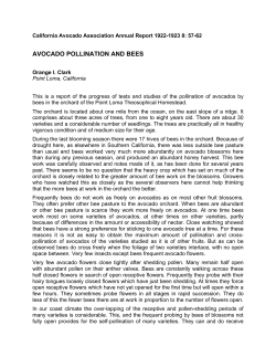 Avocado Pollination and Bees