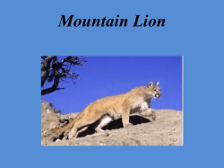 Mountain Lion